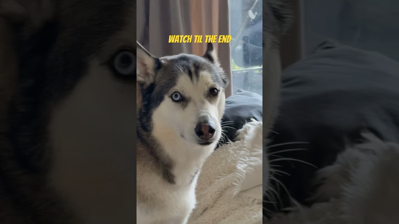 Chiko was like &rdquo; it could be anyone&rdquo; #funny #fyp #husky