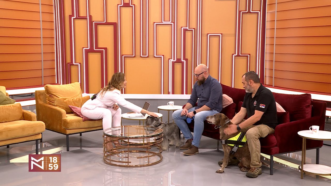 Najslađi (četvoronožni) gosti Među nama - ULIČNI PSI, FESTIVAL PASA SVIH RASA