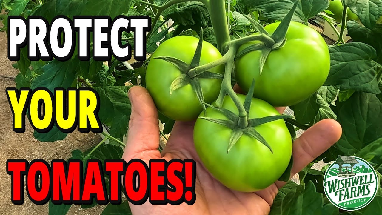 Master Insect Control for Tomatoes (Pro Organic Picks) 🍅🔥