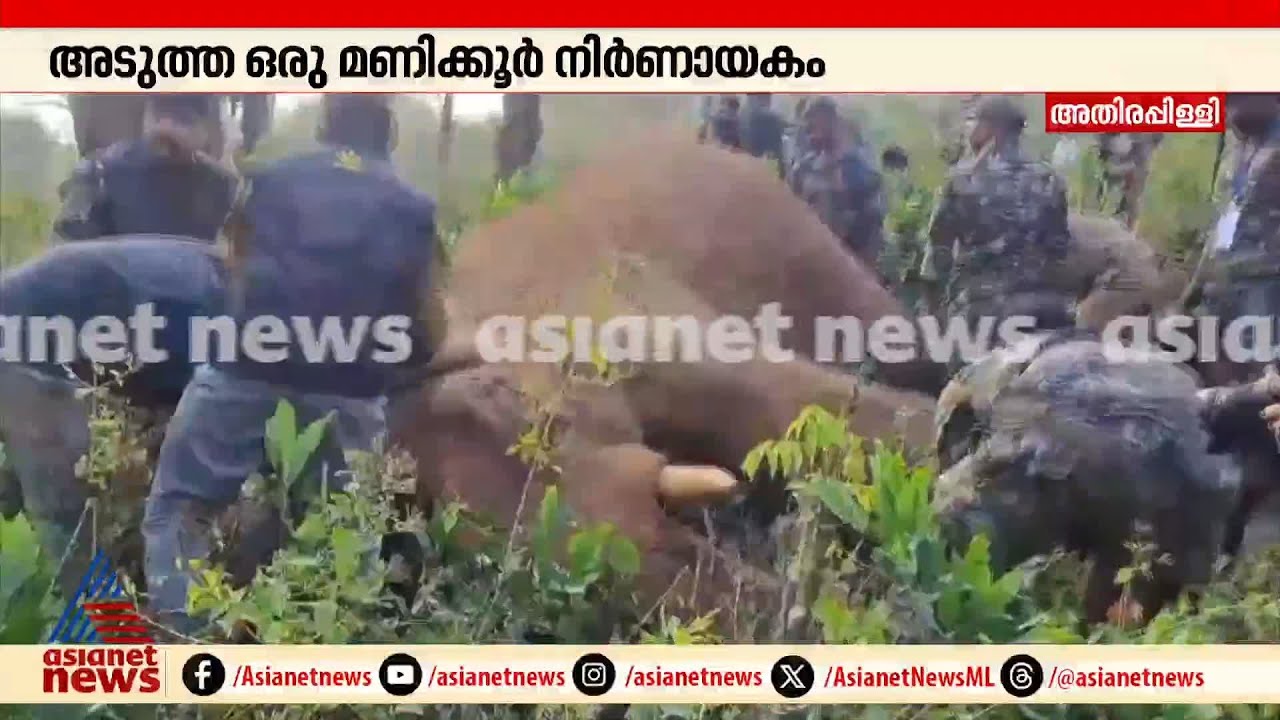 മയക്കുവെടിയേറ്റുവീണ ആനയുടെ മുറിവ് വൃത്തിയാക്കി ദൗത്യസംഘം