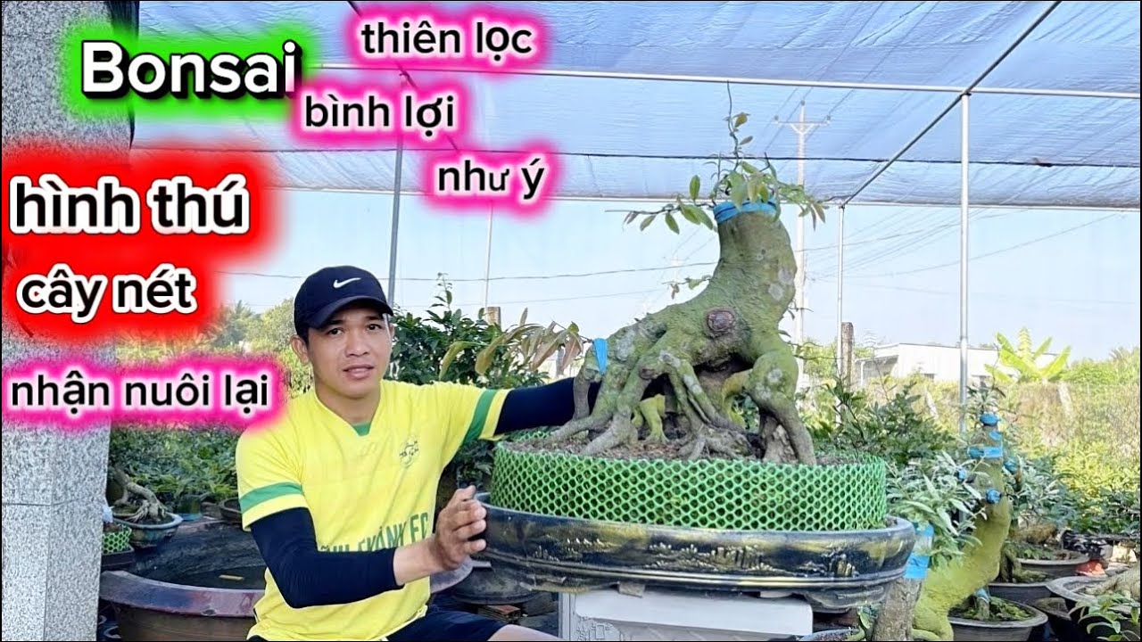 18-2-2026☎️ 0968.334.023 Thanh 🌳mai vàng giá mềm-bonsai đẹp-nhiều giống. 