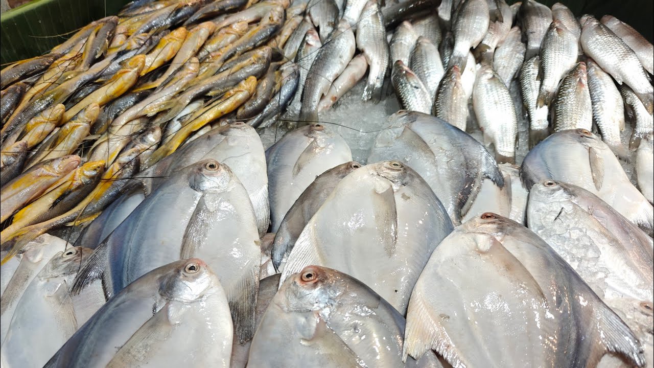 Kolkata's biggest fish market/মানিকতলা মাছের বাজার #viral #highlights#fish#kolkata #videoviral#video