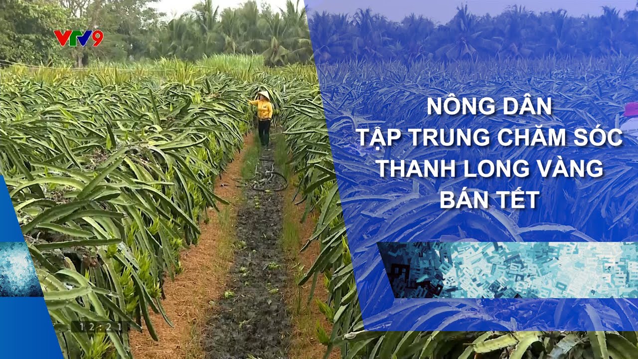NÔNG DÂN TẬP TRUNG CHĂM SÓC THANH LONG VÀNG BÁN TẾT