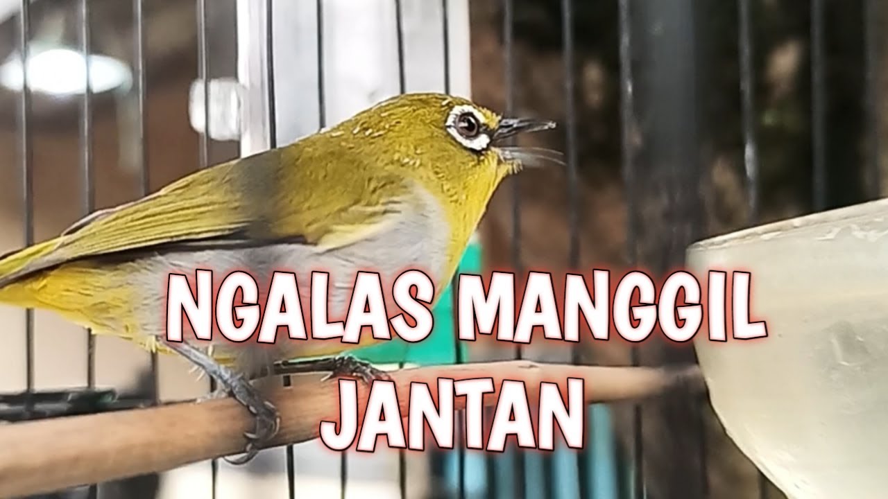 Pleci Ngalas Asli 🌿 Mancing Jantan Cepat Respon | LIVE NONSTOP
