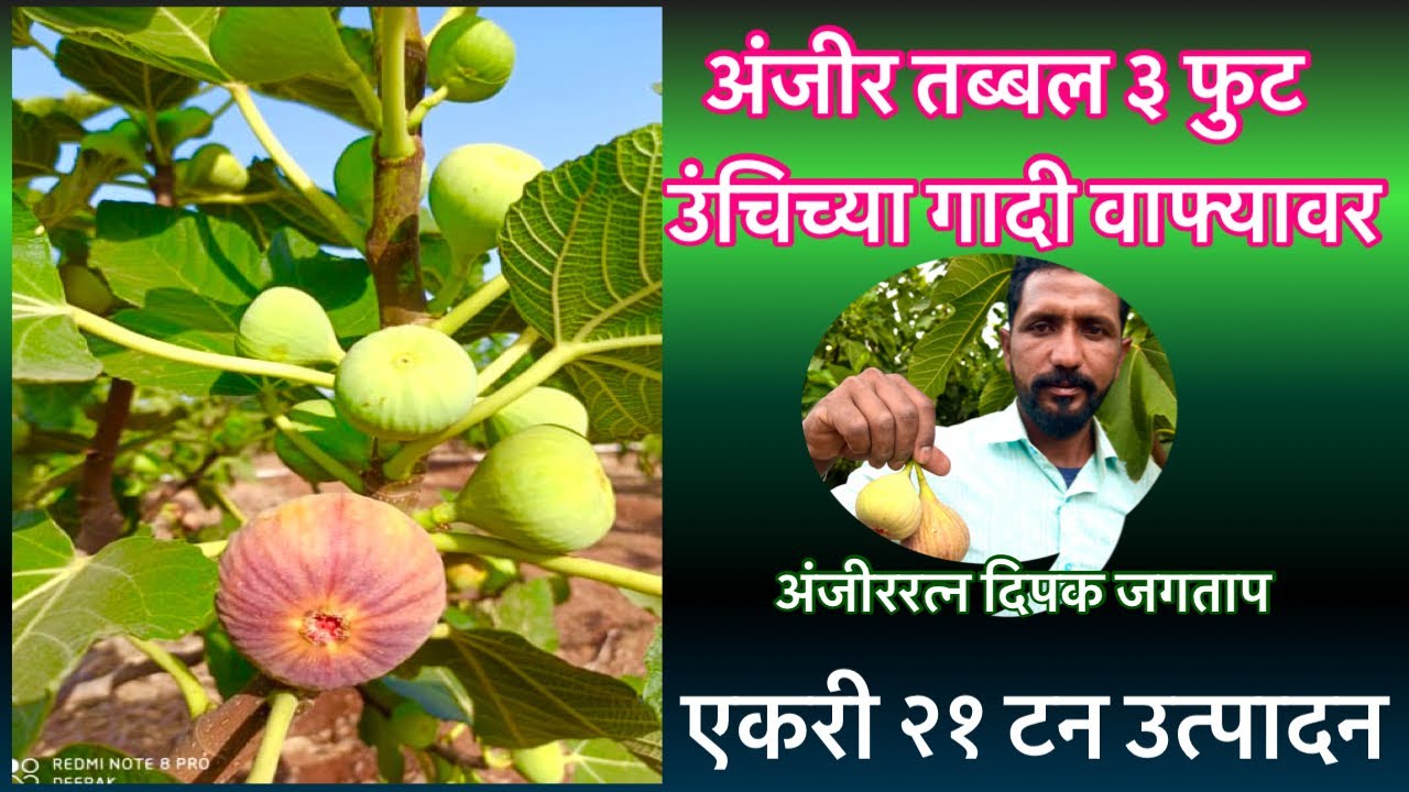 गादी वाफयानमुळे अंजीर उत्पादन वाढले।Raised bed for Fig