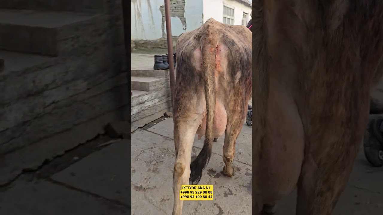 IKHTIYOR AKA N1 +998 93 229 00 08 #shorts Video 👍 Click 👆 Watch #cow #animals #UZBEKISTAN #MOLBOKISH