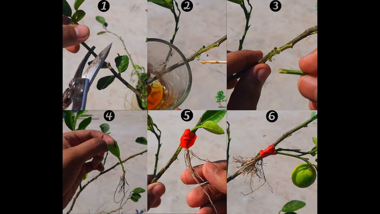 How To Air Layering Lemon Tree Bonsai | काटने की तकनीक से नींबू बोन्साई बनाने की विधि
