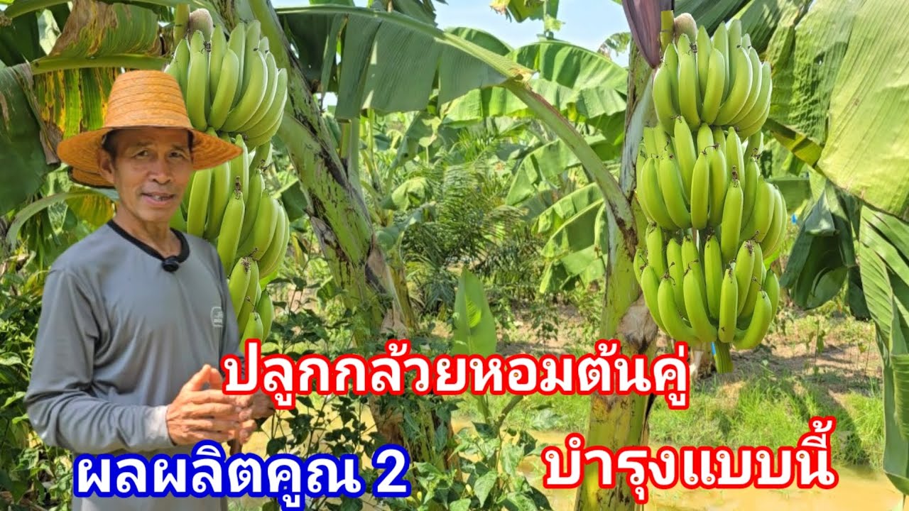 รู้อย่างนี้ทำตั้งนานแล้ว ปลูกกล้วยต้นคู่ เครือใหญ่ ประหยัดพื้นที่ แค่ทำตามนี้