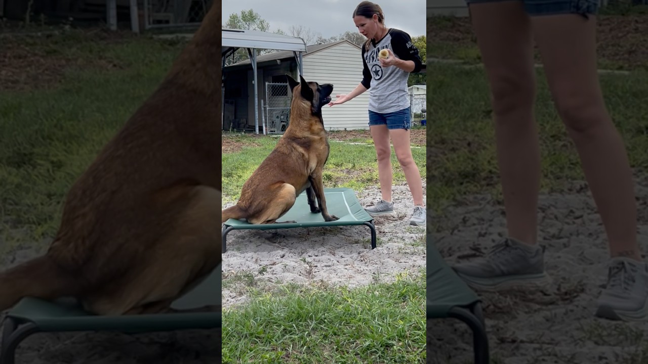 Elevated Dog Bed Is A Must Have! 
