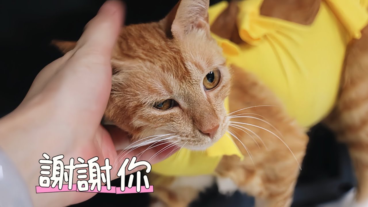 貓真的會報恩，小浪貓一眼認出救了自己的人｜李喜猫