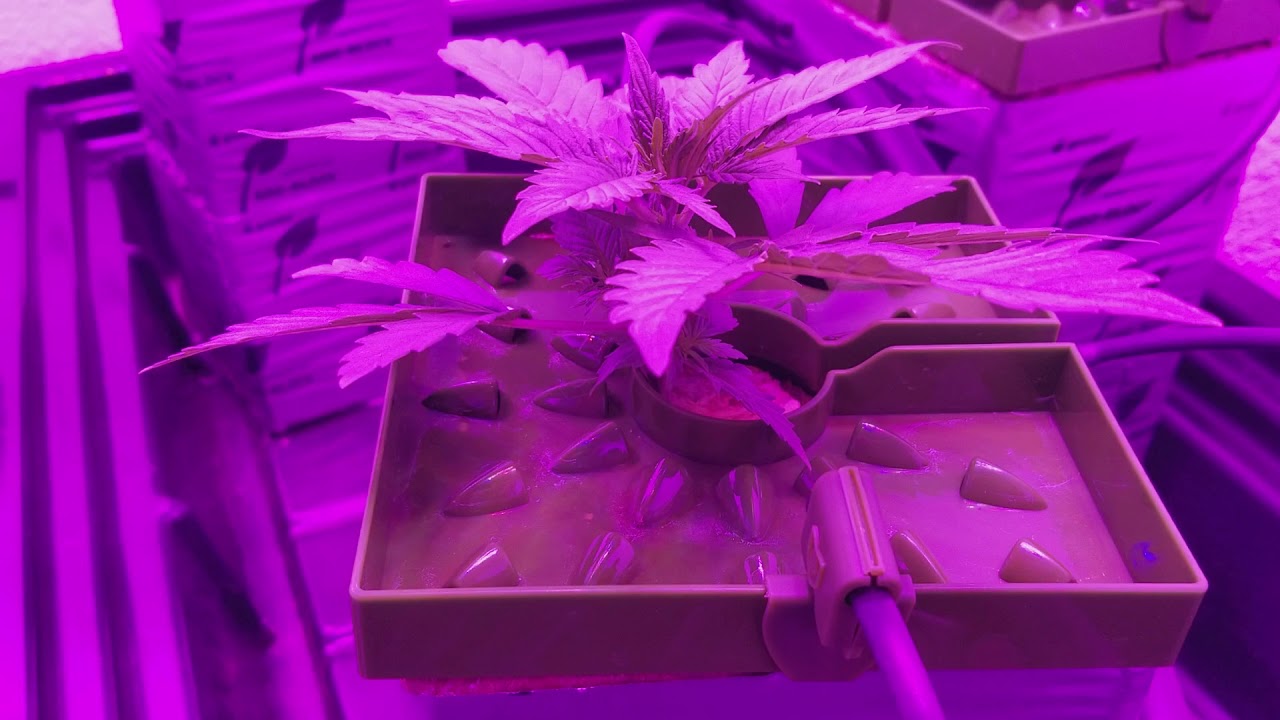 4x4 grow room with 2 1200 mars hydros day 18 update