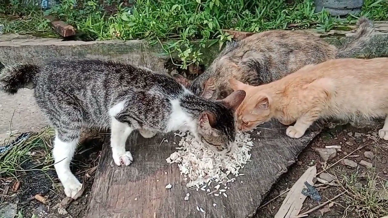 memberi makan makan kucing setelah mereka bermain