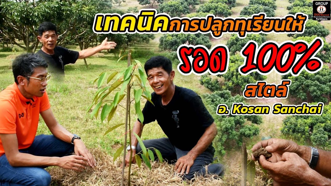 เทคนิคการปลูกทุเรียนให้รอด 100% สไตล์ อ.Kosan Sanchai