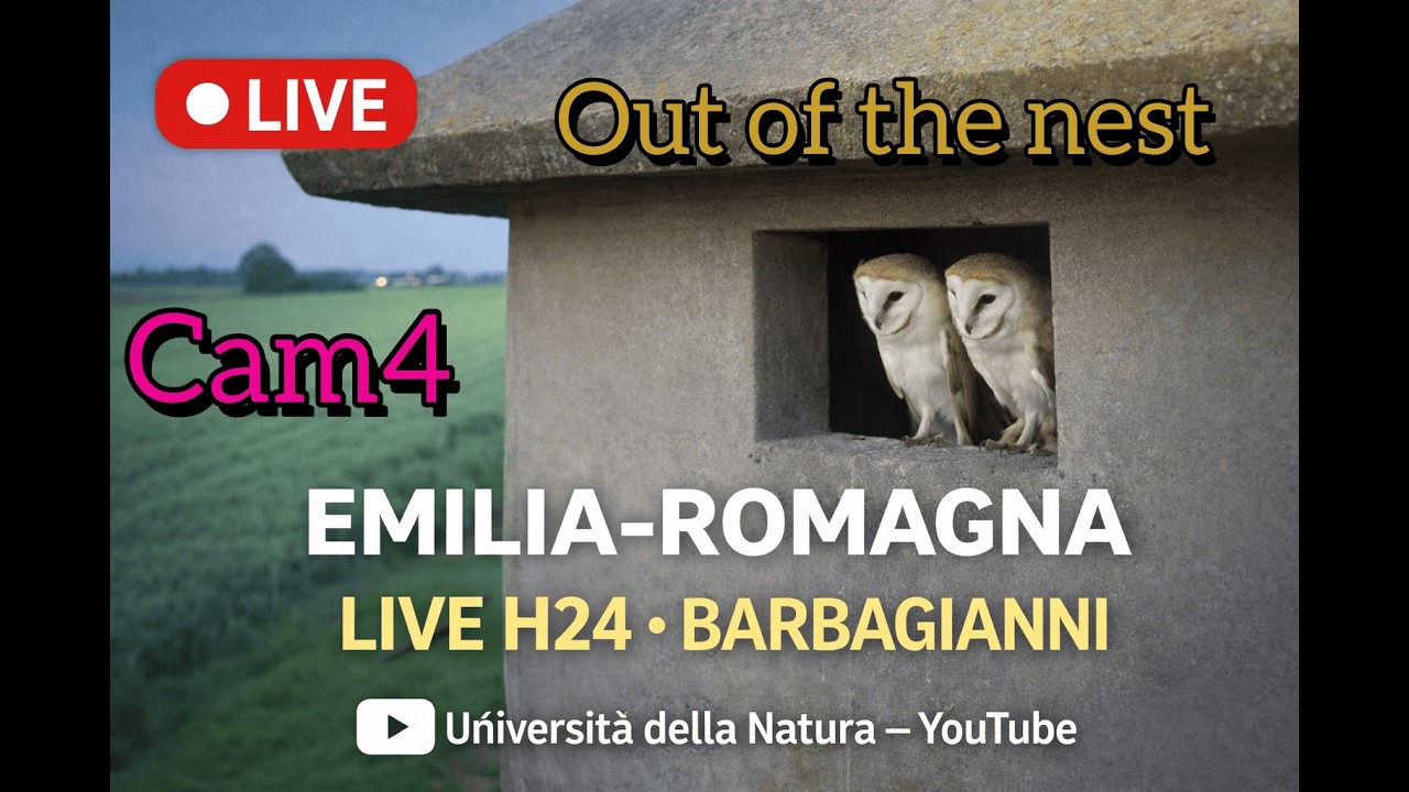 LIVE Barn Owl -Cam4  (OUT) Live H24  - Barbagianni -MCBI - University of Nature - Italy
