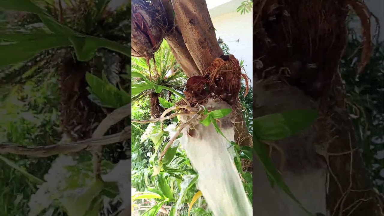 Orchard#flowar#waterspary#beautifulflowerplant #beautifulflowerplant #horticulturelife