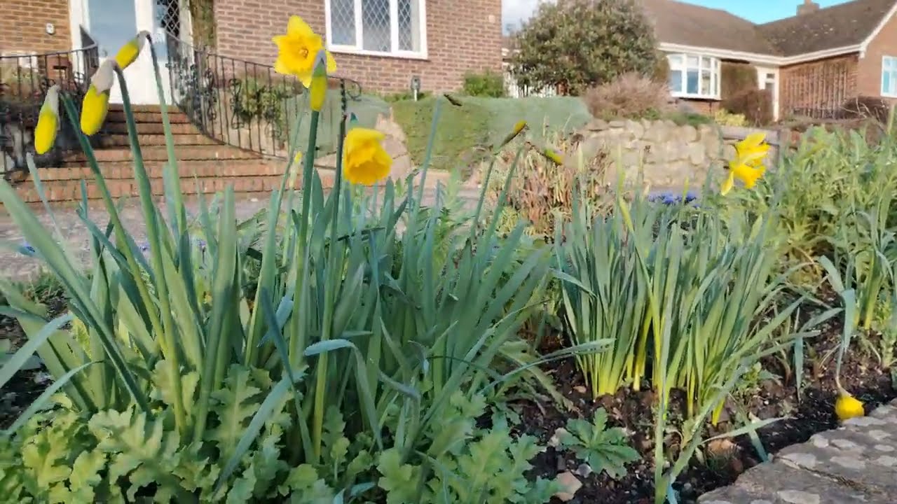 Just saw pretty dwarf irises and daffodils:) Can't wait for spring!
