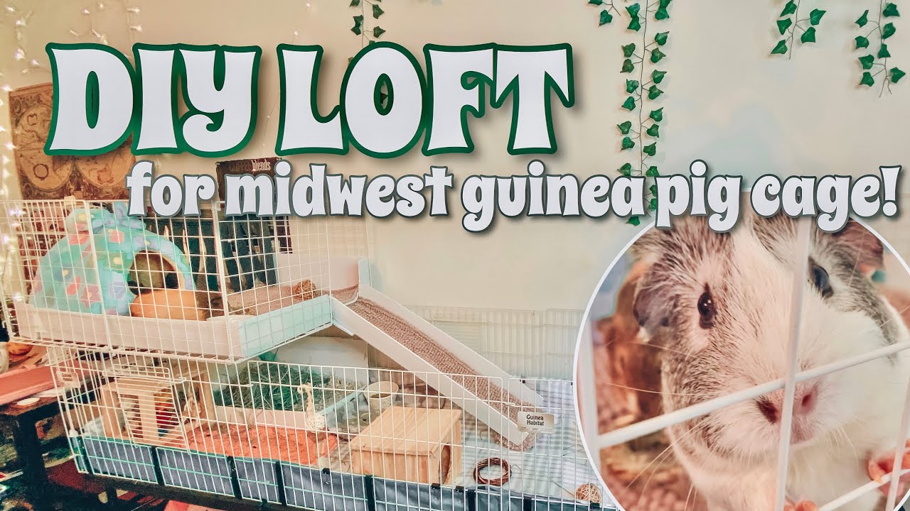 MAKING A LOFT FOR MY MIDWEST GUINEA PIG CAGE (C&C DIY)