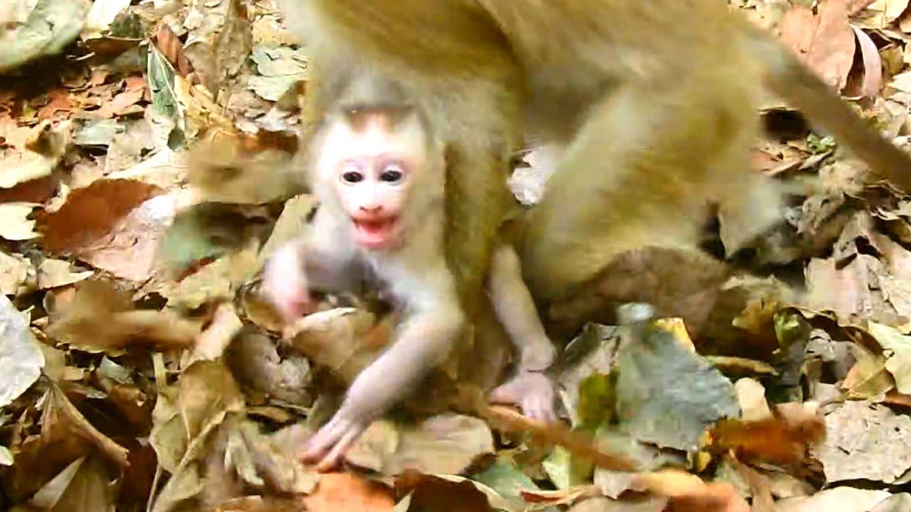 Shocked Mom Libby Chases Rainbow Who Carries Baby Levy Up the Tree