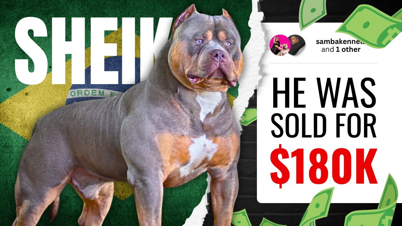 Meet Sheik: The $180,000 Pit Monster Taking Over the Bully World | @Samba Kennels