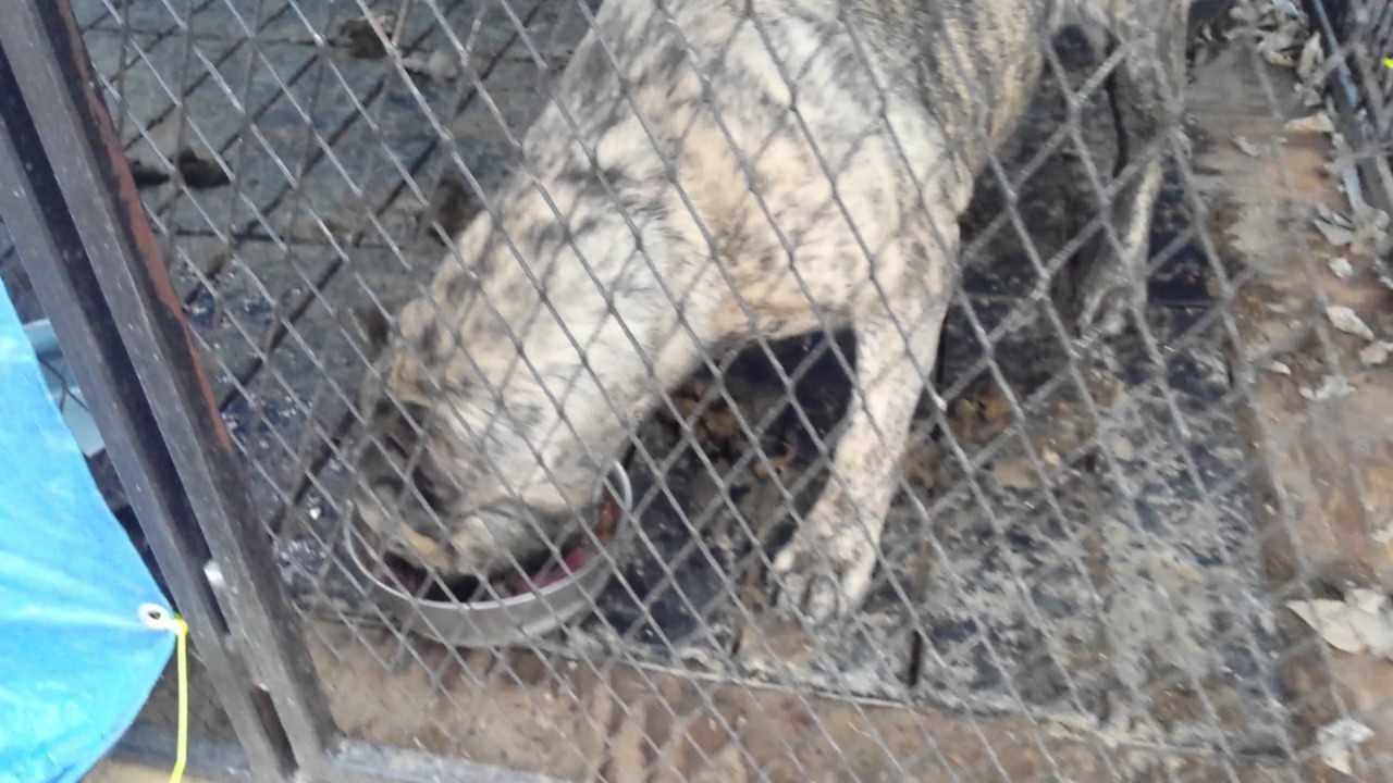 Presa canario raw diet c lock niko n luka