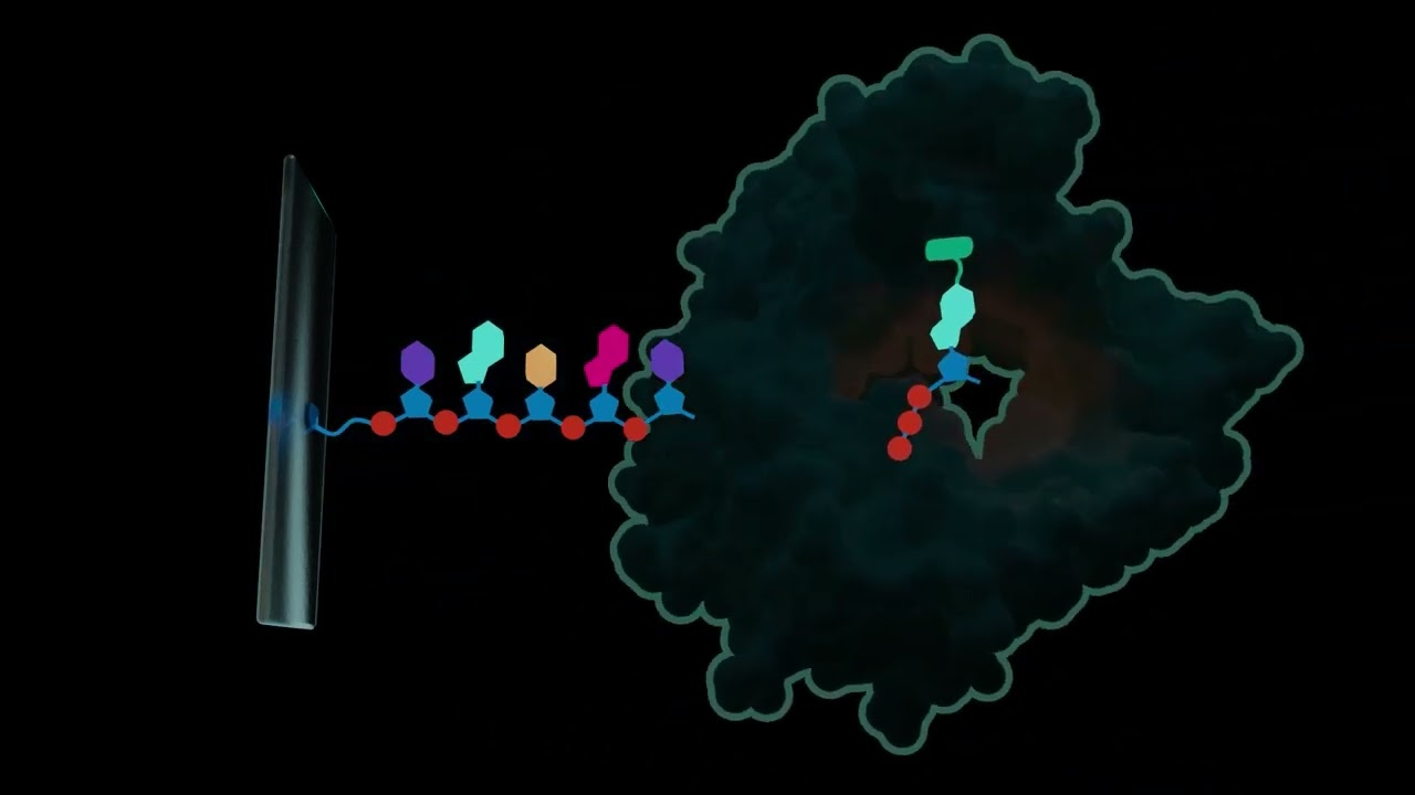 Enzymatic DNA Synthesis Technology | Ansa Bio