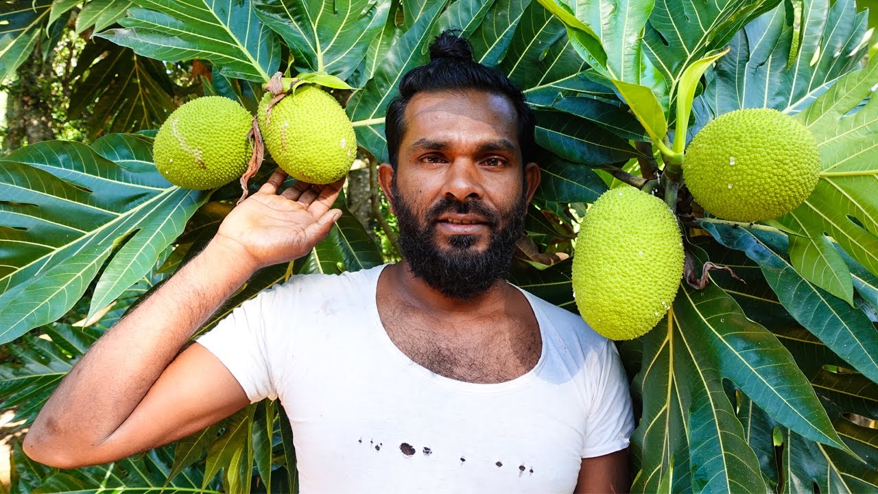 Spicy ceylon breadfruit recipe in village style | Amazing breadfruit recipe - Village cooking videos