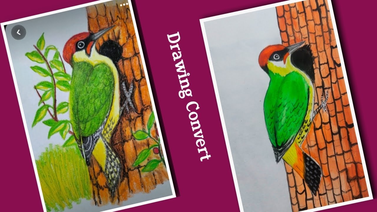 How To Draw A Copy Bird Colourfull Drawing for Kids