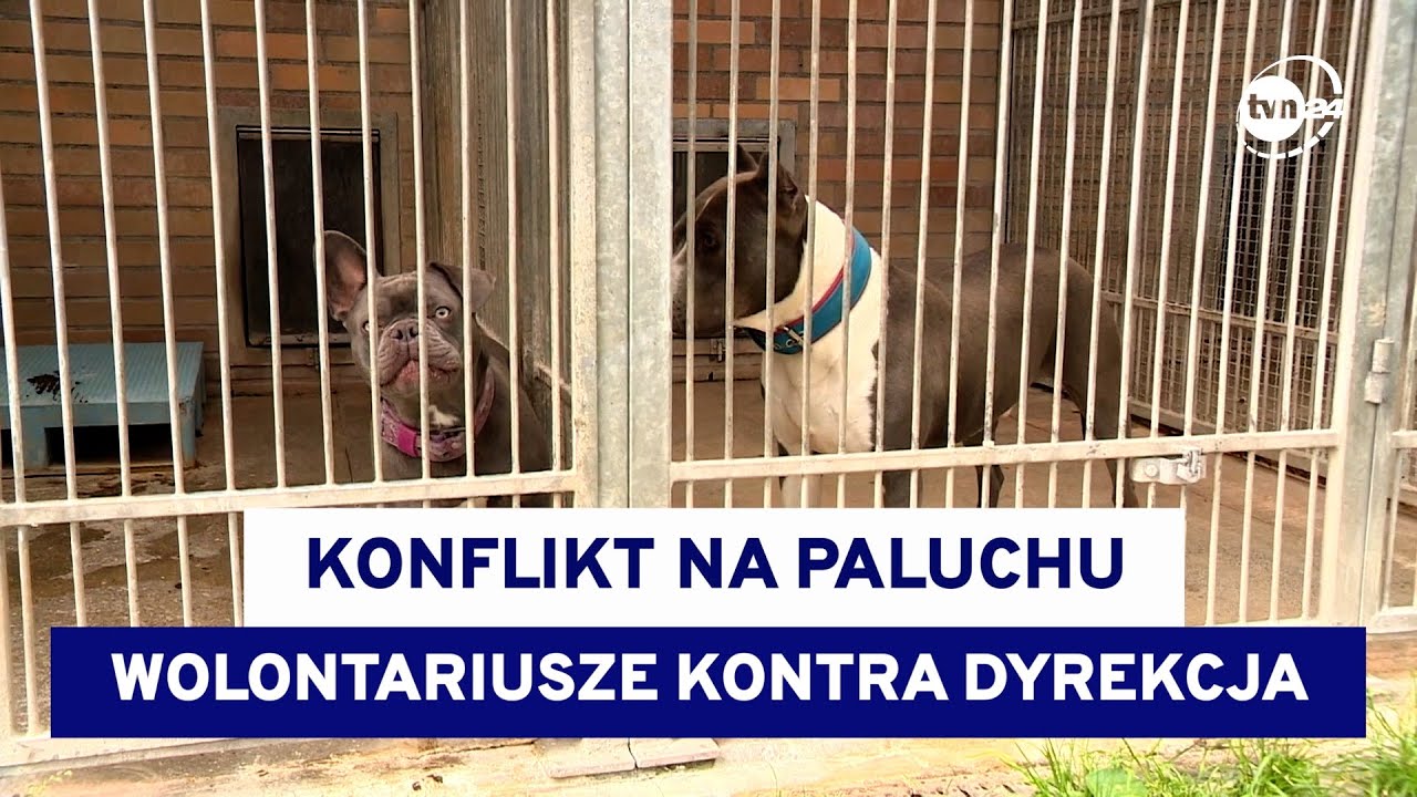Konflikt w stołecznym Schronisku na Paluchu
