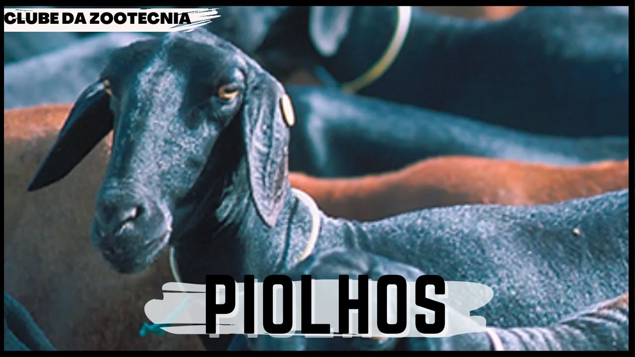 Conhe&ccedil;a a PEDICULOSE [DOEN&Ccedil;A PARASIT&Aacute;RIA DE RUMINANTES]