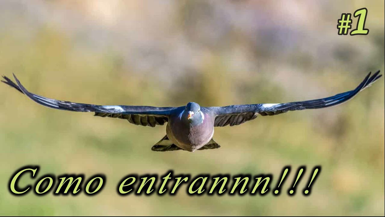 🤭🐦CAZA de TORCACES a CIMBEL en VIÑUELAS