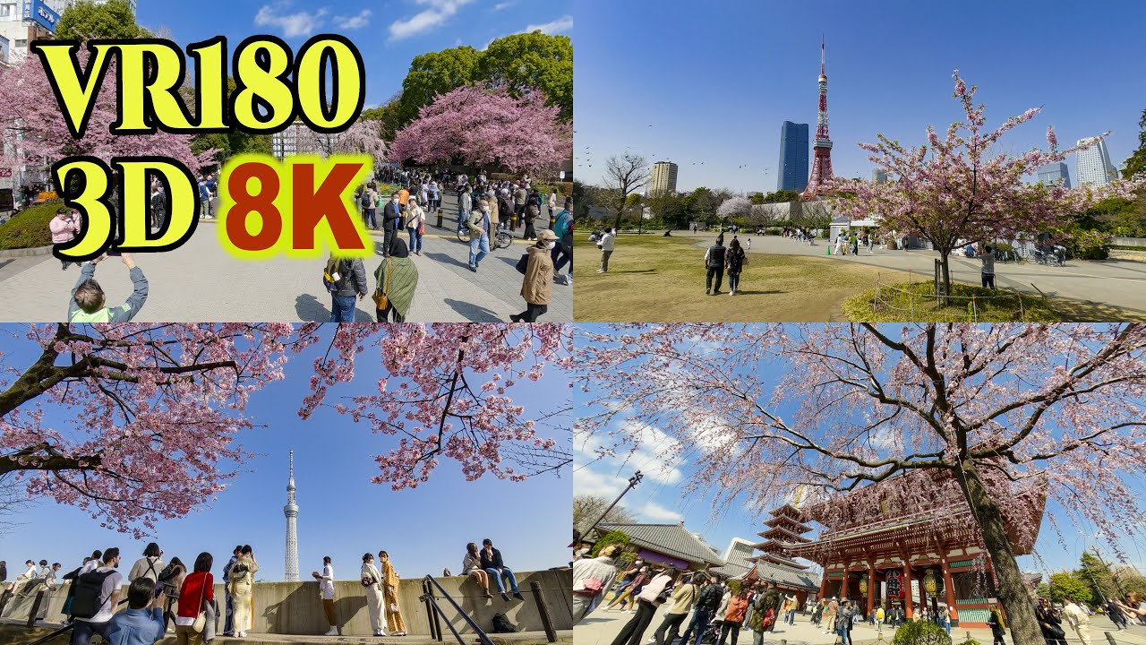 [ 8K 3D VR180 ] 東京都内の早咲きの桜 2023 Early blooming cherry blossoms in Tokyo