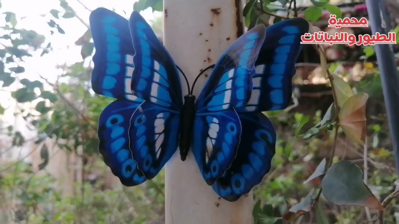 البلبل الكشميري وصل 🌷 محمية الطيور والنباتات 💐الوقت المناسب لفتح الطيور