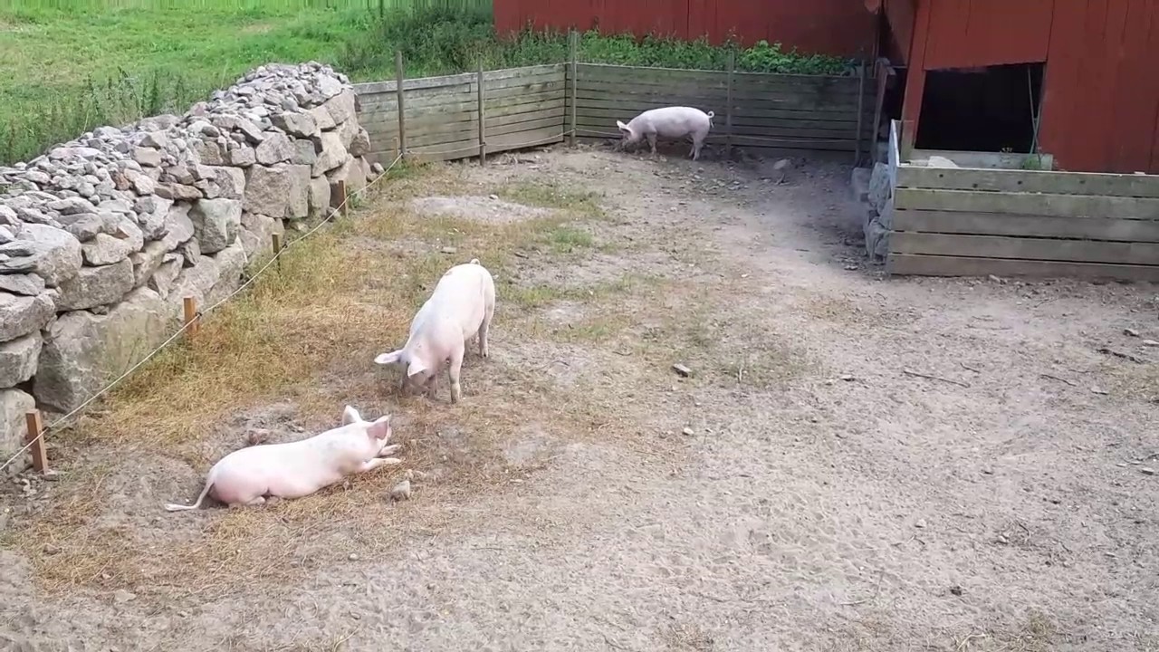 Michel aus L&ouml;nneberga/ Emil i L&ouml;nneberga Katthult Hof  28.07.2017