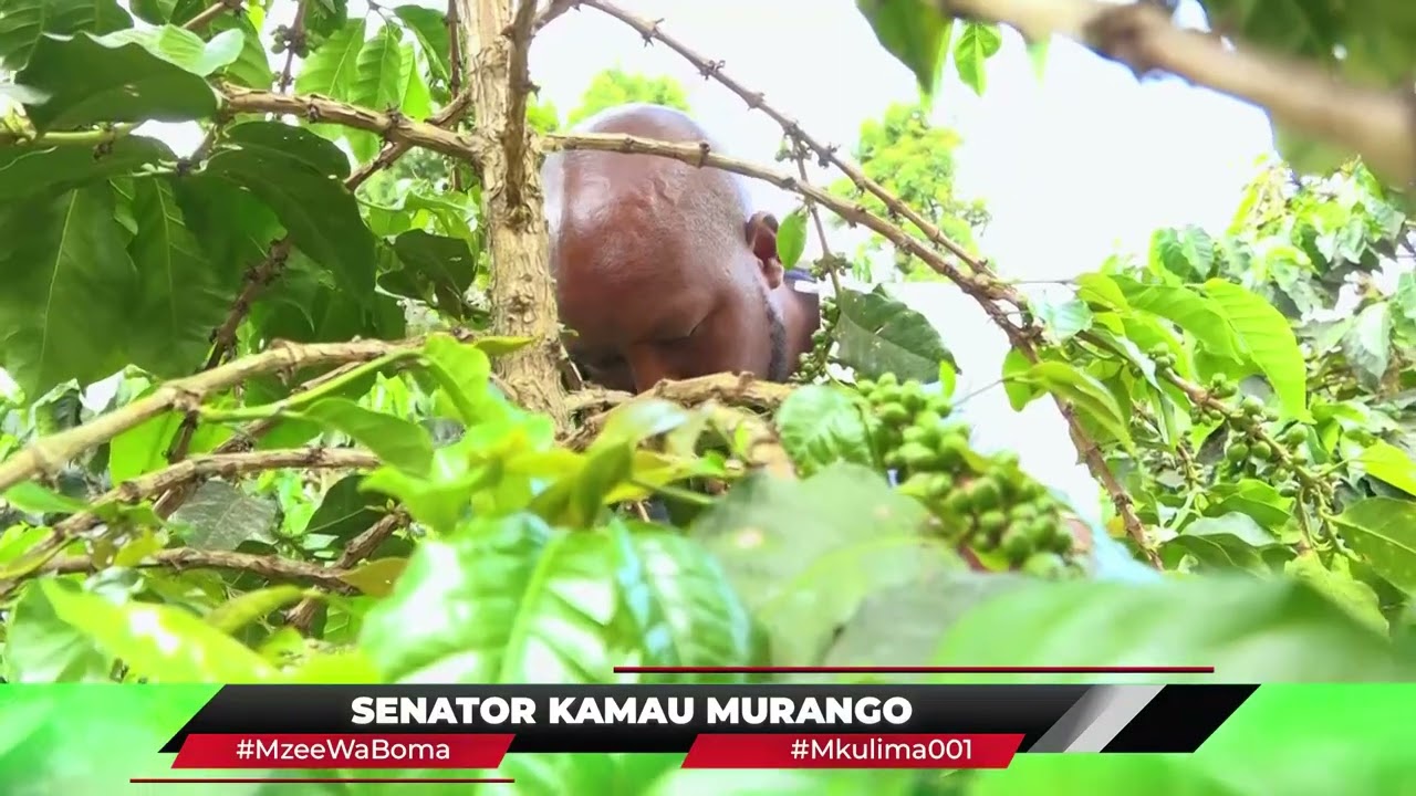 THE BEST COFFEE FARMER IN KENYA