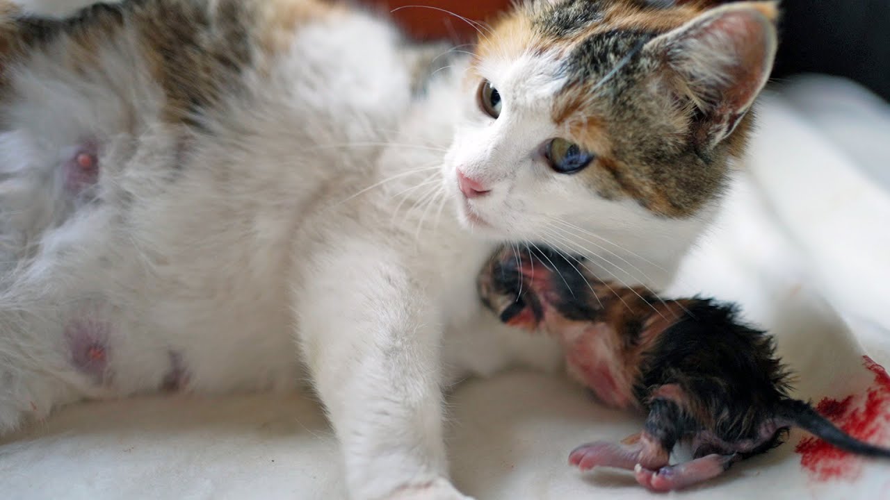 Stray Cat Wants To Give Birth In Our Home