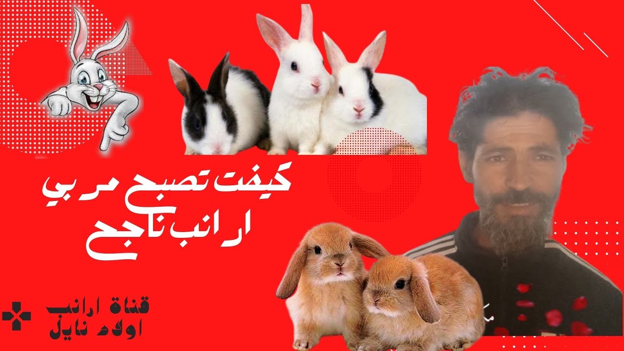 كيف تنجح في مشروع تربية الأرانب