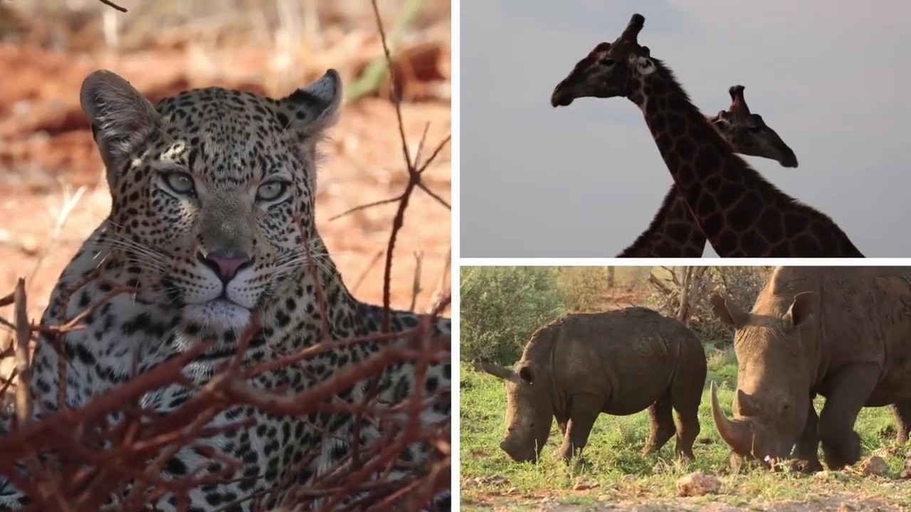 Etali Safari Lodge Experience - Madikwe Game Reserve