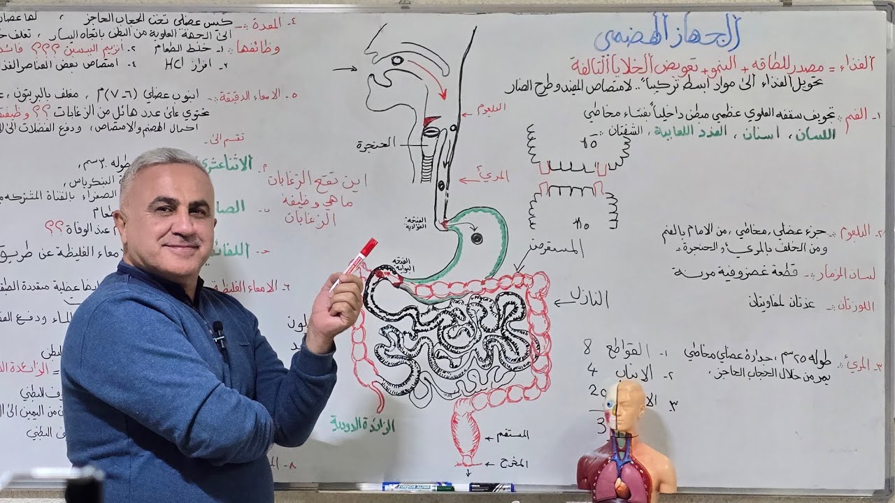 الجهاز الهضمي..الصف الثالث المتوسط