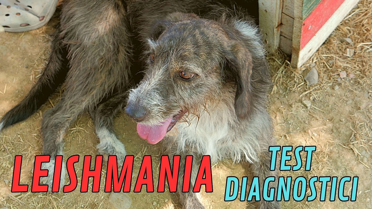 Leishmania e Test Diagnostici