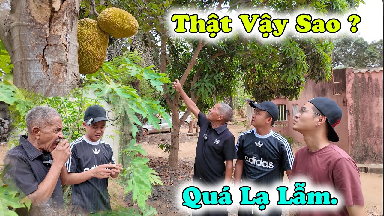 C&ocirc;ng Gi&aacute;p || Chưa Từng Thấy,Lần Đầu B&aacute;c Nam Nh&igrave;n Thấy Tận Mắt C&acirc;y M&iacute;t v&agrave; Nhiều Loại C&acirc;y Ăn Quả Kh&aacute;c