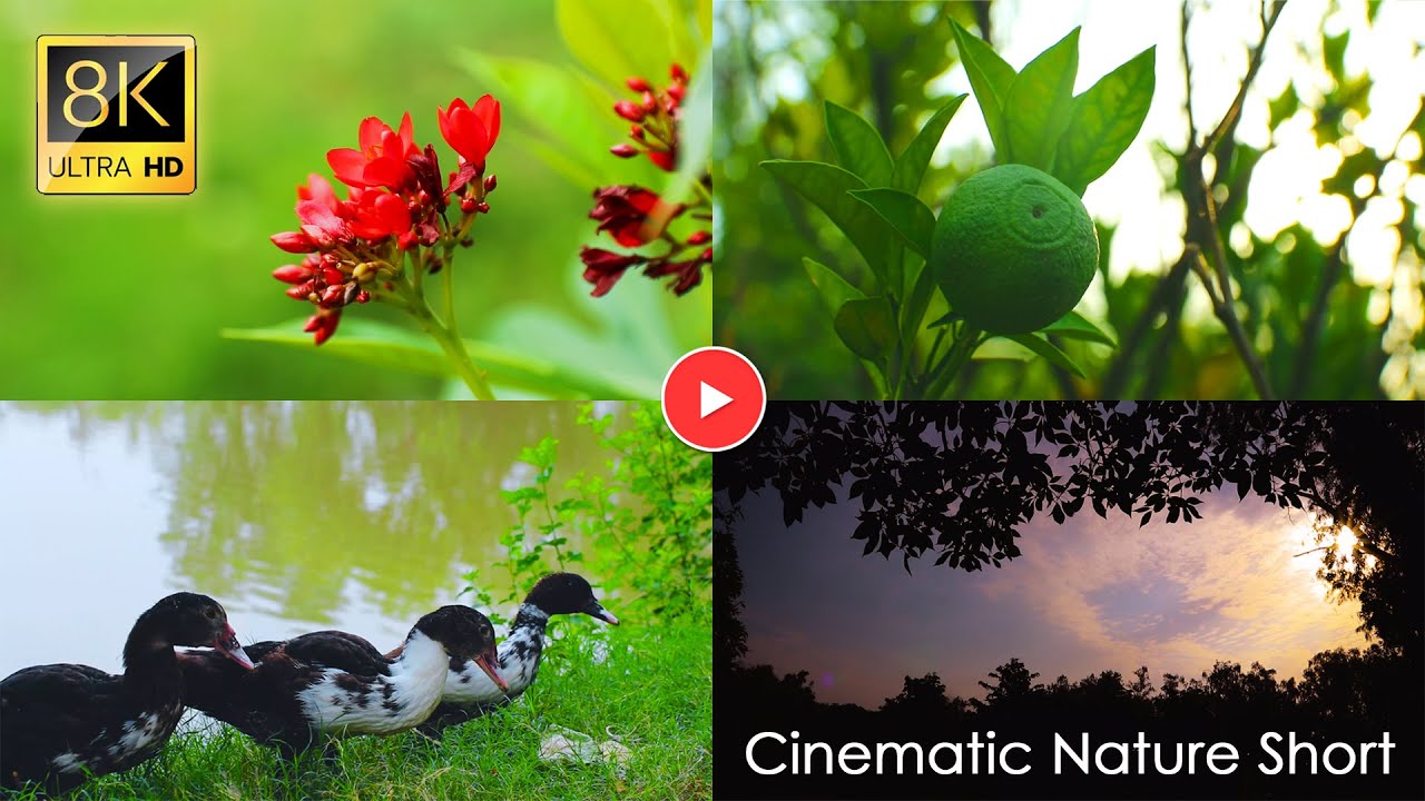 Ultimate Wild Animals and Nature in 8K ULTRA HD / 4K/8K TV