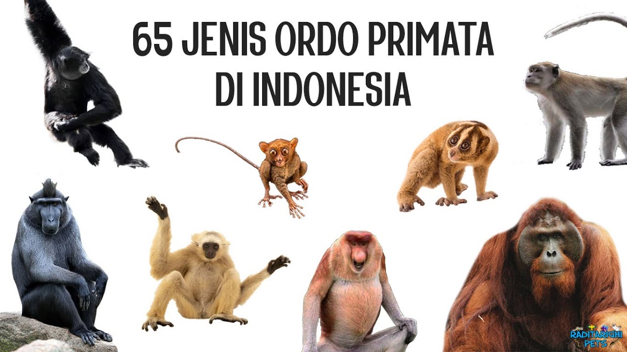 65 Jenis Primata di Indonesia