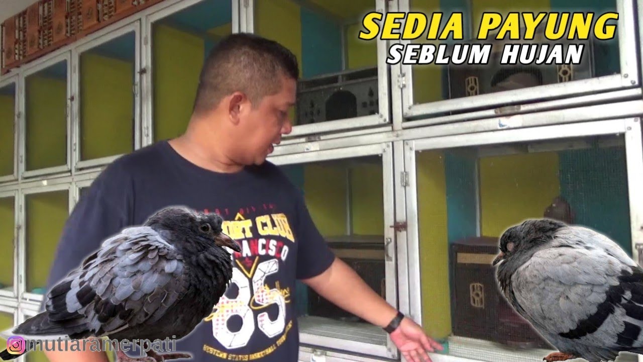 MACAM-MACAM PENYEBAB BURUNG MERPATI SAKIT & PENANGANANNYA || TIM MUTIARA - PWT
