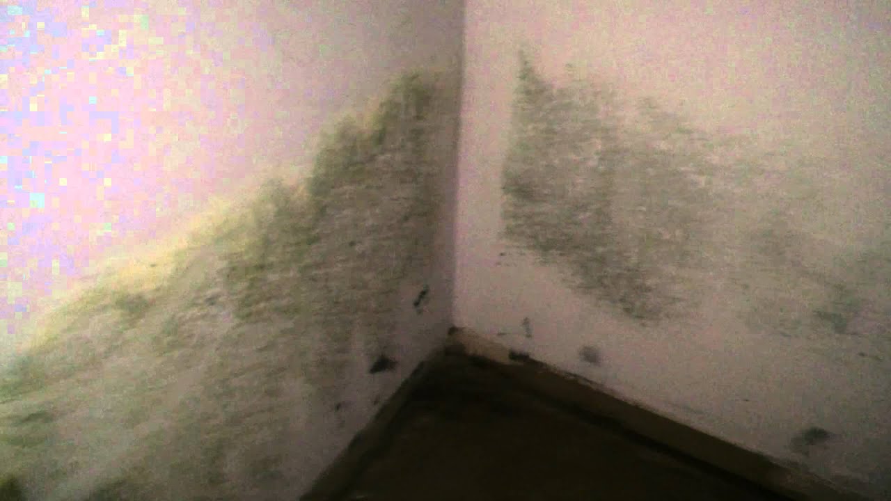 Black Mold Remediation (Mold Removal) Willowbrook, IL