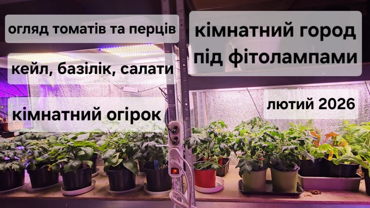 Кімнатний город. Огляд черрі, перчиків, огірків, зеленини. 