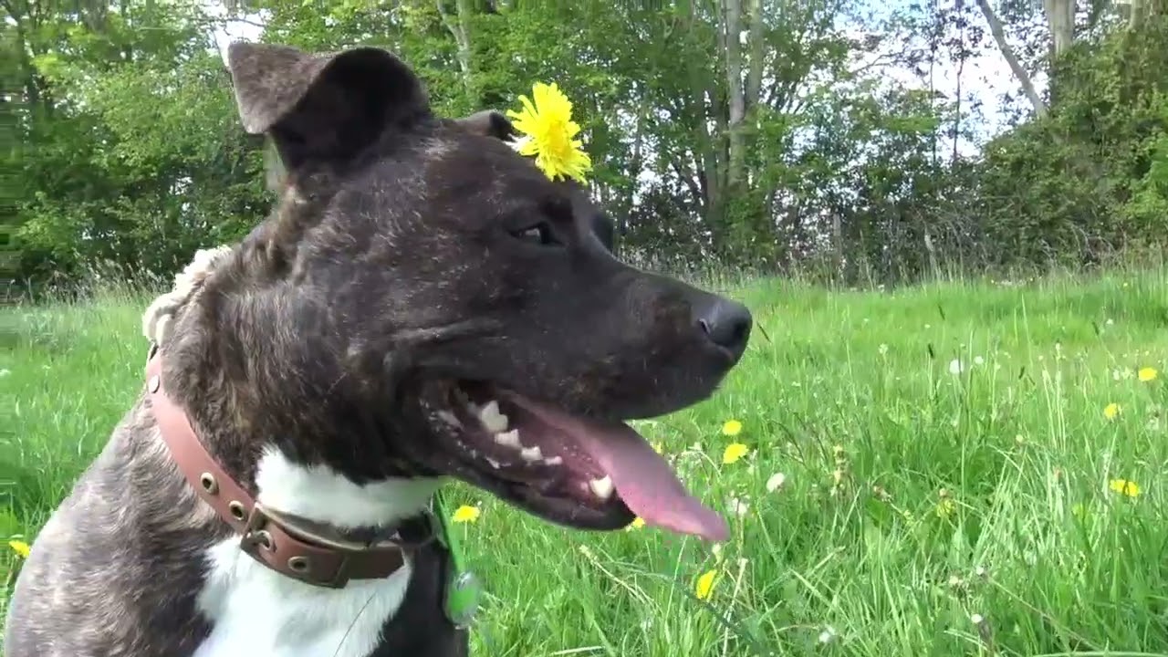 Narco, Vanda et Feliz :  Chemin et Prairie   (La villa qui a du chien)