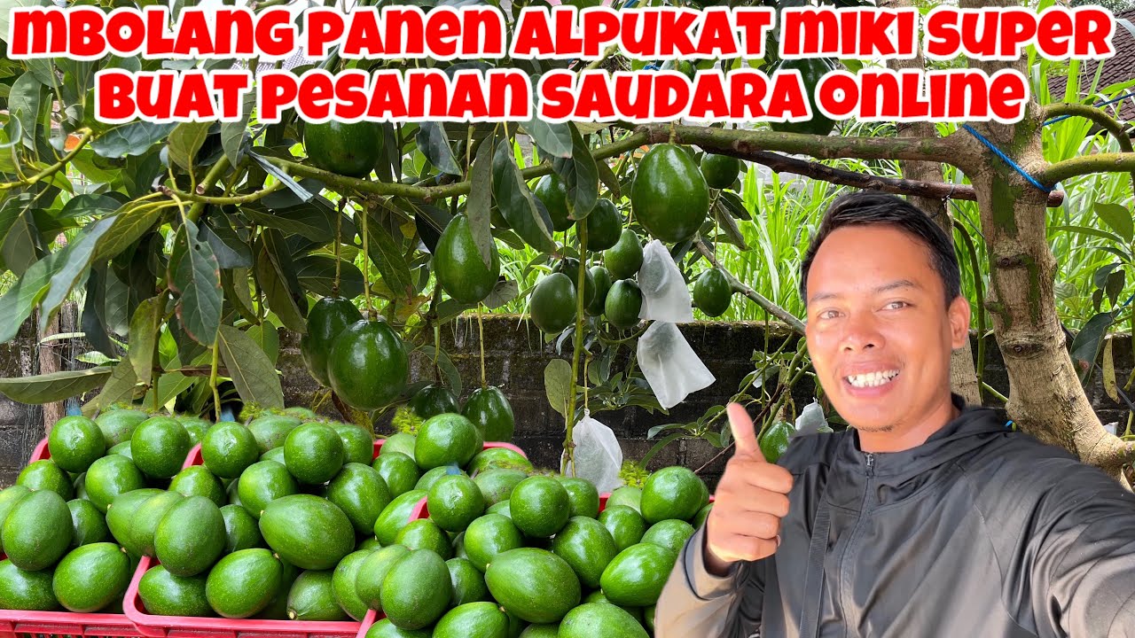 MBOLANG PANEN ALPUKAT MIKI KELAS SUPERMARKET BUAT PESANAN SAUDARA ONLINE