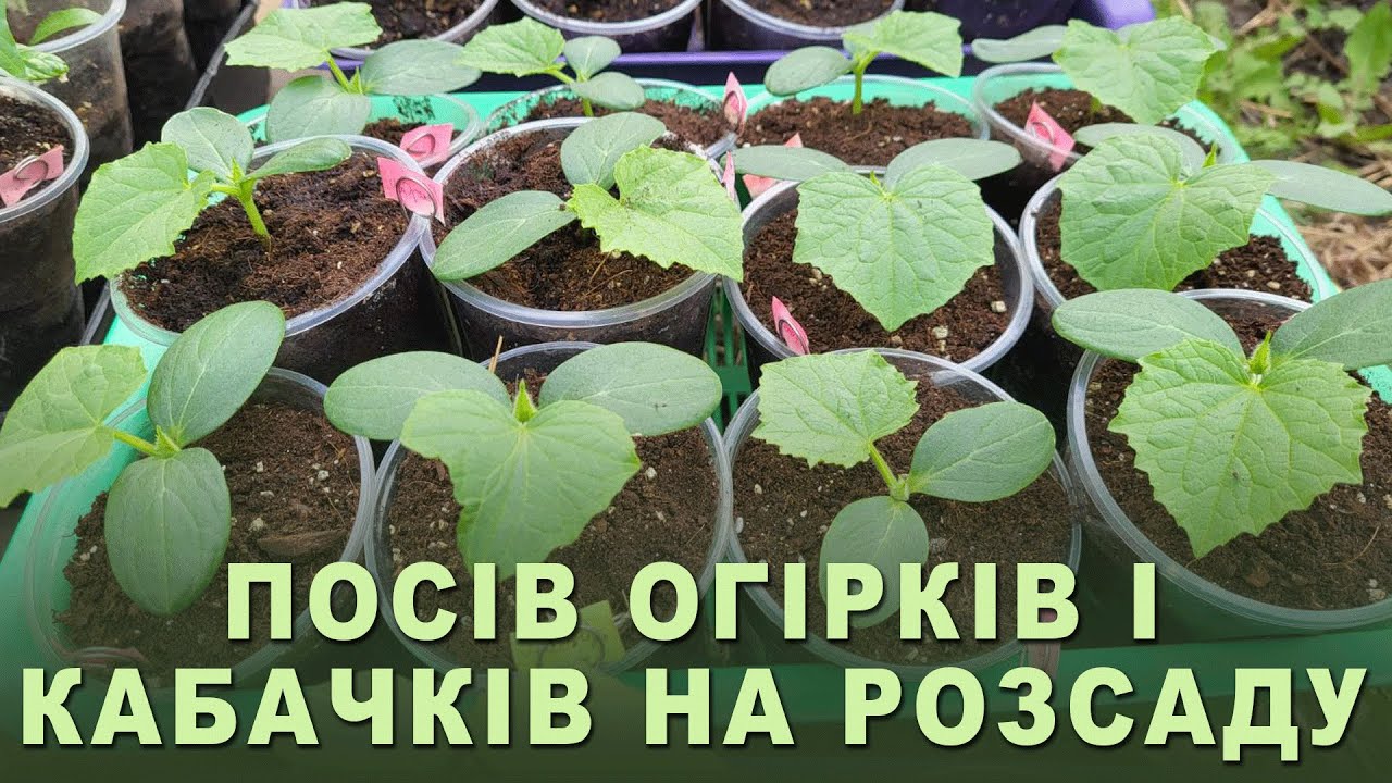 Як краще сіяти ОГІРКИ і КАБАЧКИ на розсаду. Важливі деталі для міцної розсади і чудової врожайності