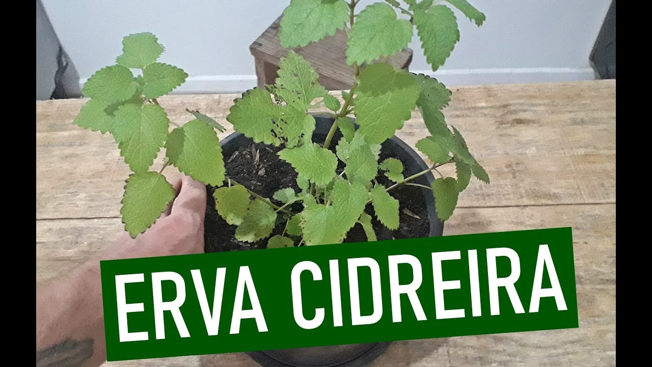 COMO PLANTAR ERVA CIDREIRA EM VASO ( MELISSA)