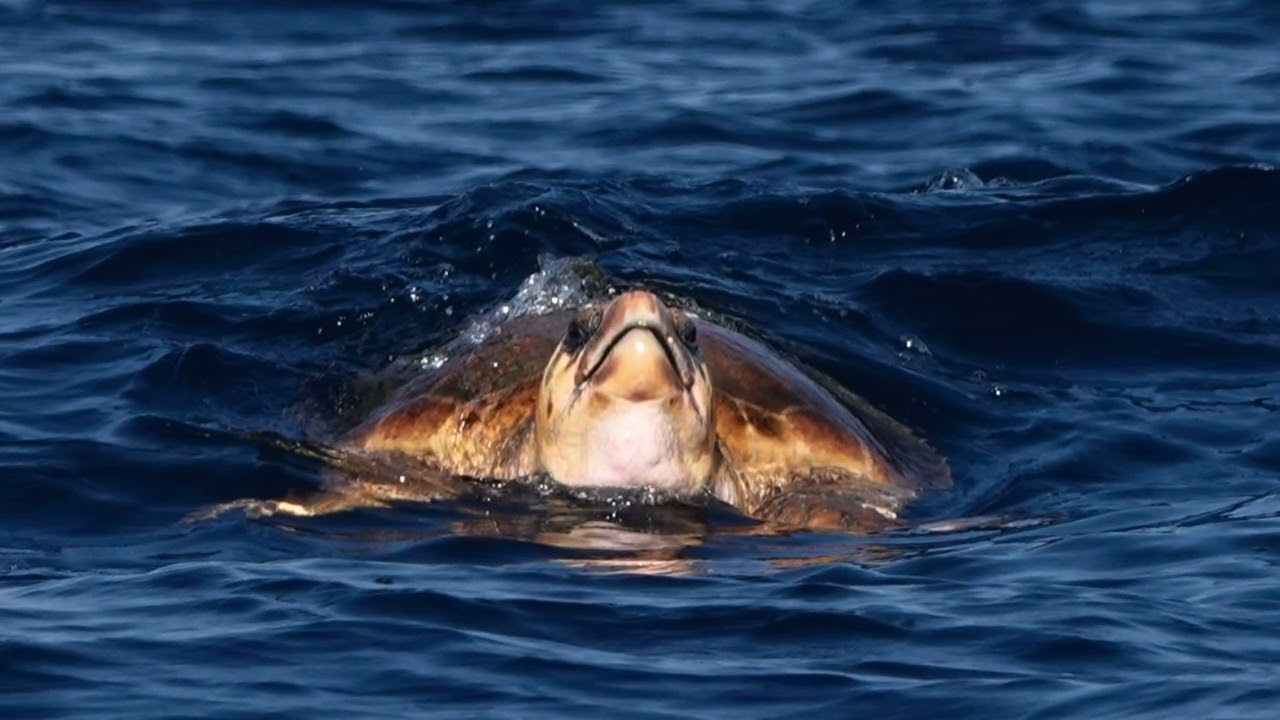 Birding in Oman @birdwatchingtrips7085 